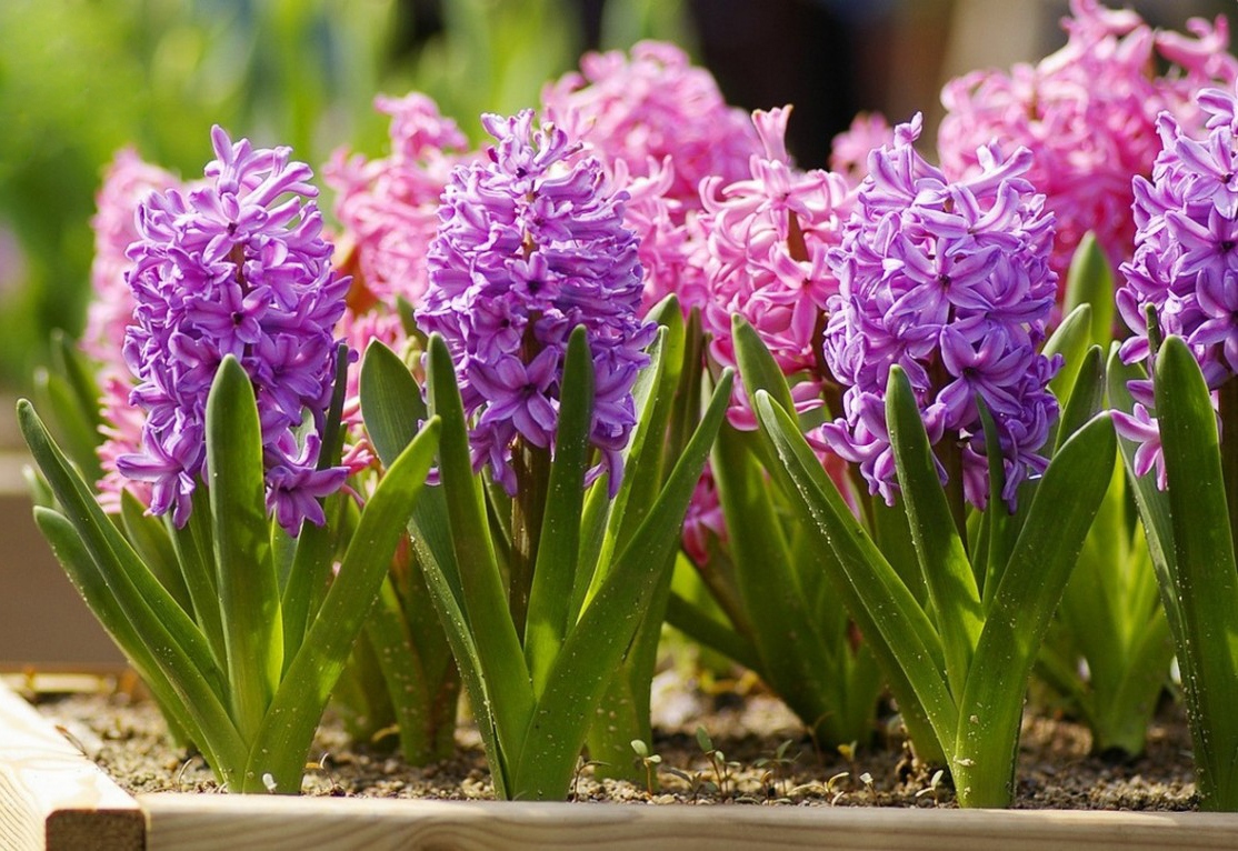 Top10 Prettiest Flowers in the World